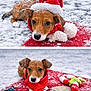 Tigger is registered to the contest to win money with this photo: puppy, dog, snow, red_scarf, santa_hat, christmas, winter, festive, holiday, snowfall, cute, outdoor, red_mat, toy, reindeer, seasonal, pet, animal, cold_weather, playful