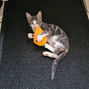 Astor participe au concours pour gagner de l'argent avec cette photo : animal, black_cat, black_mat, cat, curious, feline, floor_mat, gray_cat, indoor, kitten, orange_toy, paw, peeking, pets, playful, plush_toy, tail, texture, two_cats, white_cat