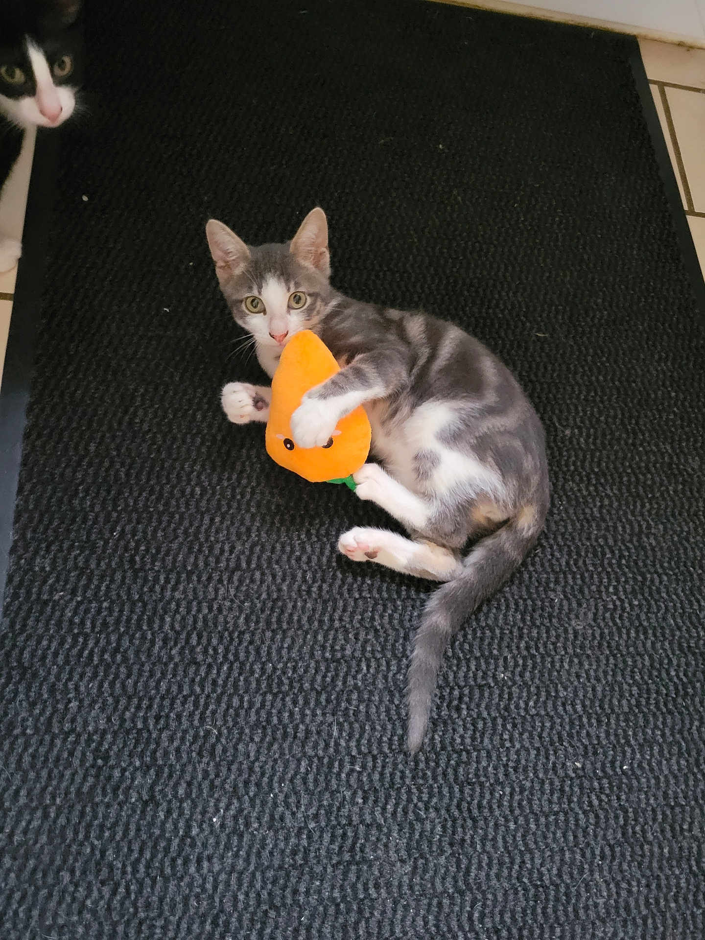 Astor participe au concours pour gagner de l'argent avec cette photo : animal, black_cat, black_mat, cat, curious, feline, floor_mat, gray_cat, indoor, kitten, orange_toy, paw, peeking, pets, playful, plush_toy, tail, texture, two_cats, white_cat