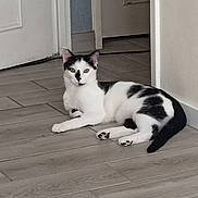 Barry participe au concours pour gagner de l'argent avec cette photo : animal, black_and_white, cat, corner, curious, domestic_animal, door, ears, feline, floor, household, indoor, mammal, paw, pet, resting, tail, tile_floor, wall, whiskers