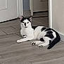 animal, black_and_white, cat, corner, curious, domestic_animal, door, ears, feline, floor, household, indoor, mammal, paw, pet, resting, tail, tile_floor, wall, whiskers
