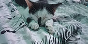 Barry participe au concours pour gagner de l'argent avec cette photo : kitten, cat, sleeping, bed, blanket, indoor, animal, pet, black_and_white, fur, paw, cozy, resting, cute, peaceful, pattern, fabric, home, feline, relaxation