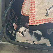 Barry participe au concours pour gagner de l'argent avec cette photo : animal, black_and_white, cat, checkered, cloth, container, cozy, curious, domestic, ears, eyes, feline, floor, home, indoor, laundry_basket, pet, relaxed, resting, whiskers