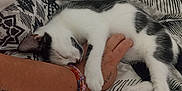 Barry a rejoint le concours — aidez-le/la à gagner de superbes lots ! animal, bed, black_and_white, bracelets, cat, close_up, cozy, cute, domestic_animal, fur, human_arm, indoor, kitten, patterned_bedding, paw, pet, relaxation, resting, sleeping, tattoo