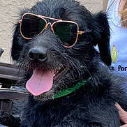 Rex joined the competition — help win amazing prizes! animal, black_dog, canine, casual, close_up, collar, dog, fur, green_mohawk, happy, lap, outdoor, paw, person, pet, portrait, relaxed, sitting, sunglasses, tongue_out