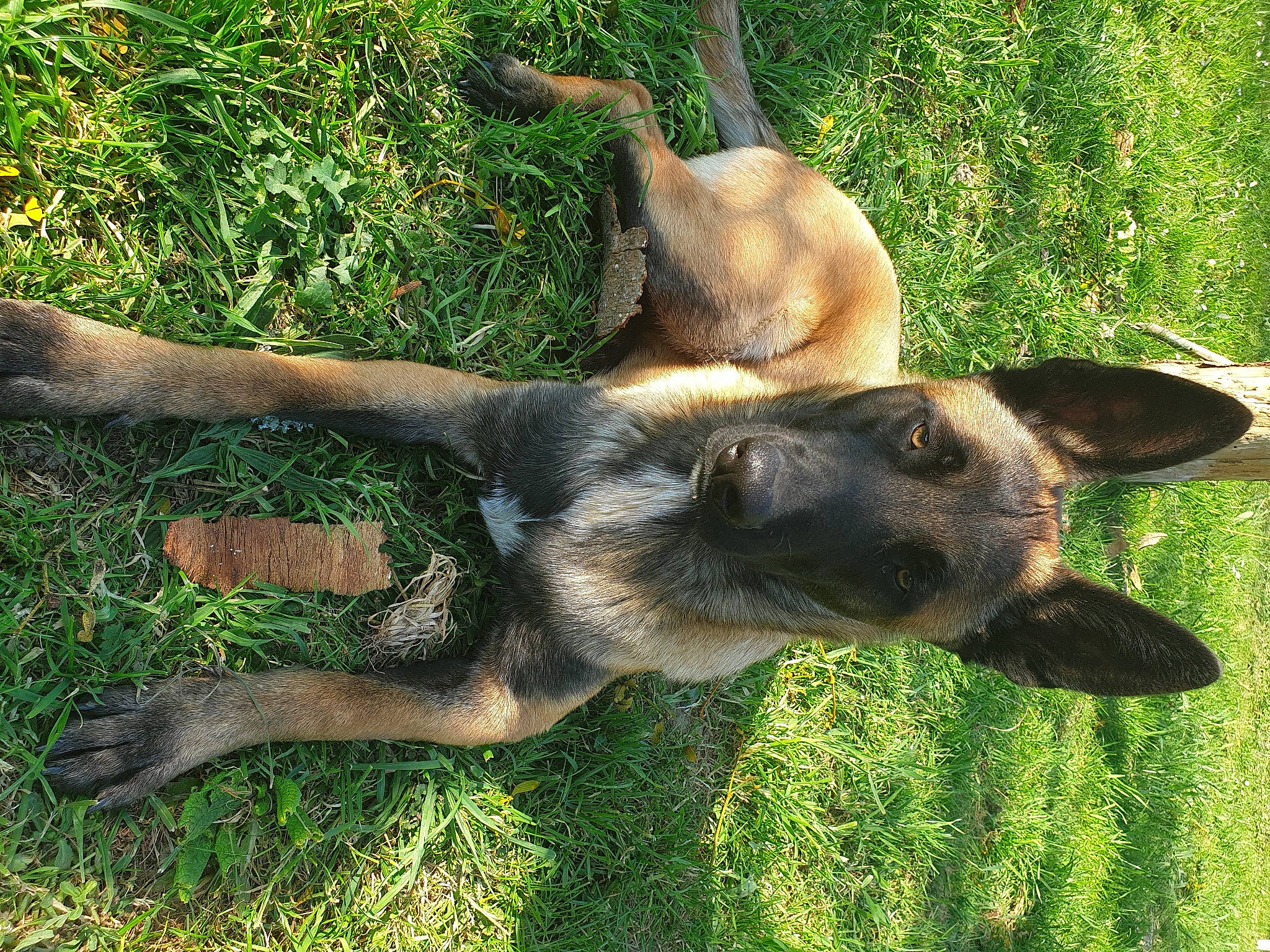 Rex participe au concours pour gagner de l'argent avec cette photo : belgian_shepherd, belgian_shepherd_malinois, canidae, carnivore, dog, dog_breed, dutch_shepherd_dog, ear, fawn, german_shepherd_dog, grass, kangaroo, mammal, old_german_shepherd_dog, plant, puppy, snout, tail, vertebrate, working_dog