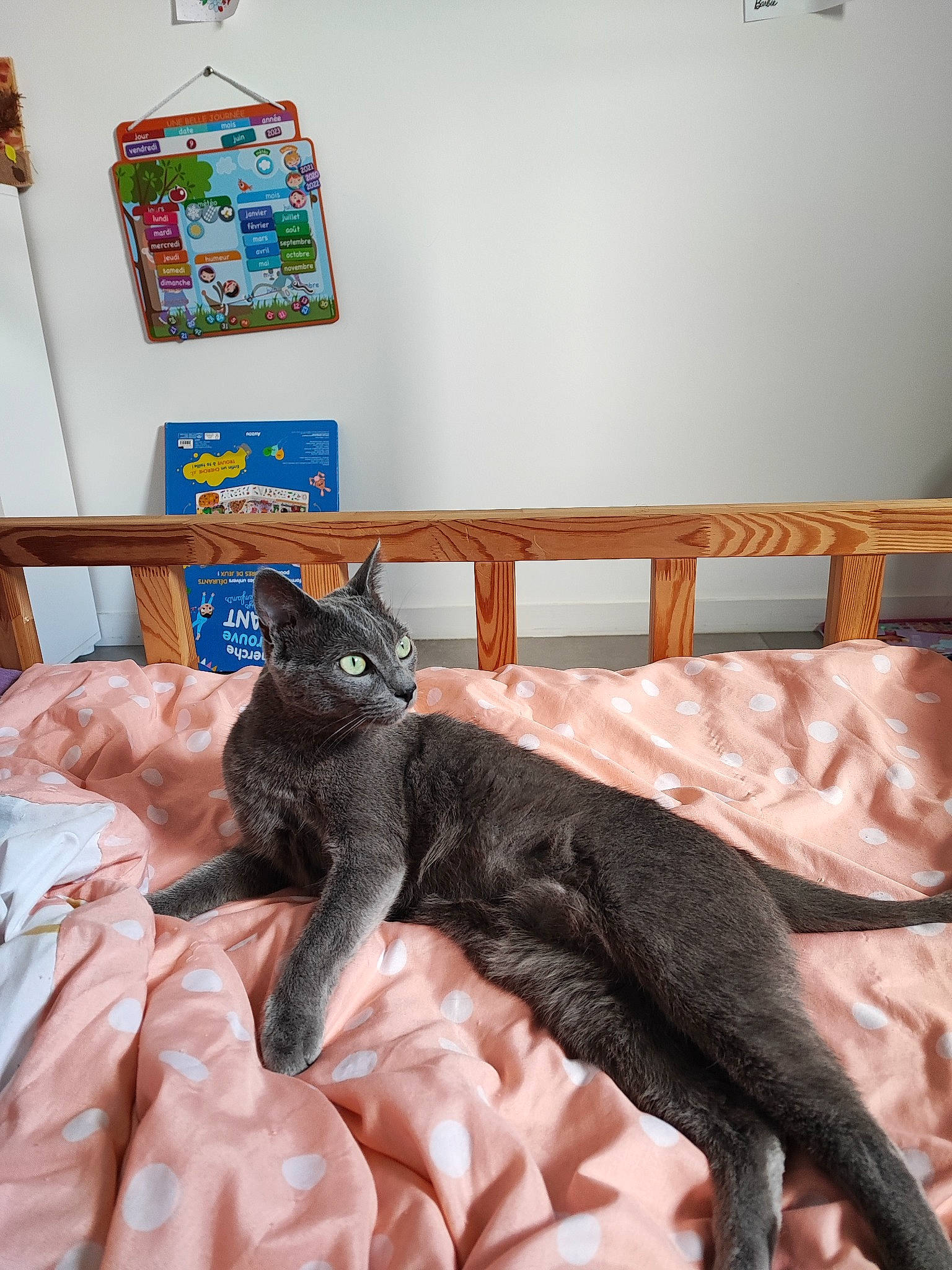 Minouche a rejoint le concours — aidez-le/la à gagner de superbes lots ! bed, bedding, black_cat, bombay, carnivore, cat, comfort, domestic_short_haired_cat, felidae, fur, furniture, grey, linens, mammal, picture_frame, room, small_to_medium_sized_cats, table, tail, whiskers