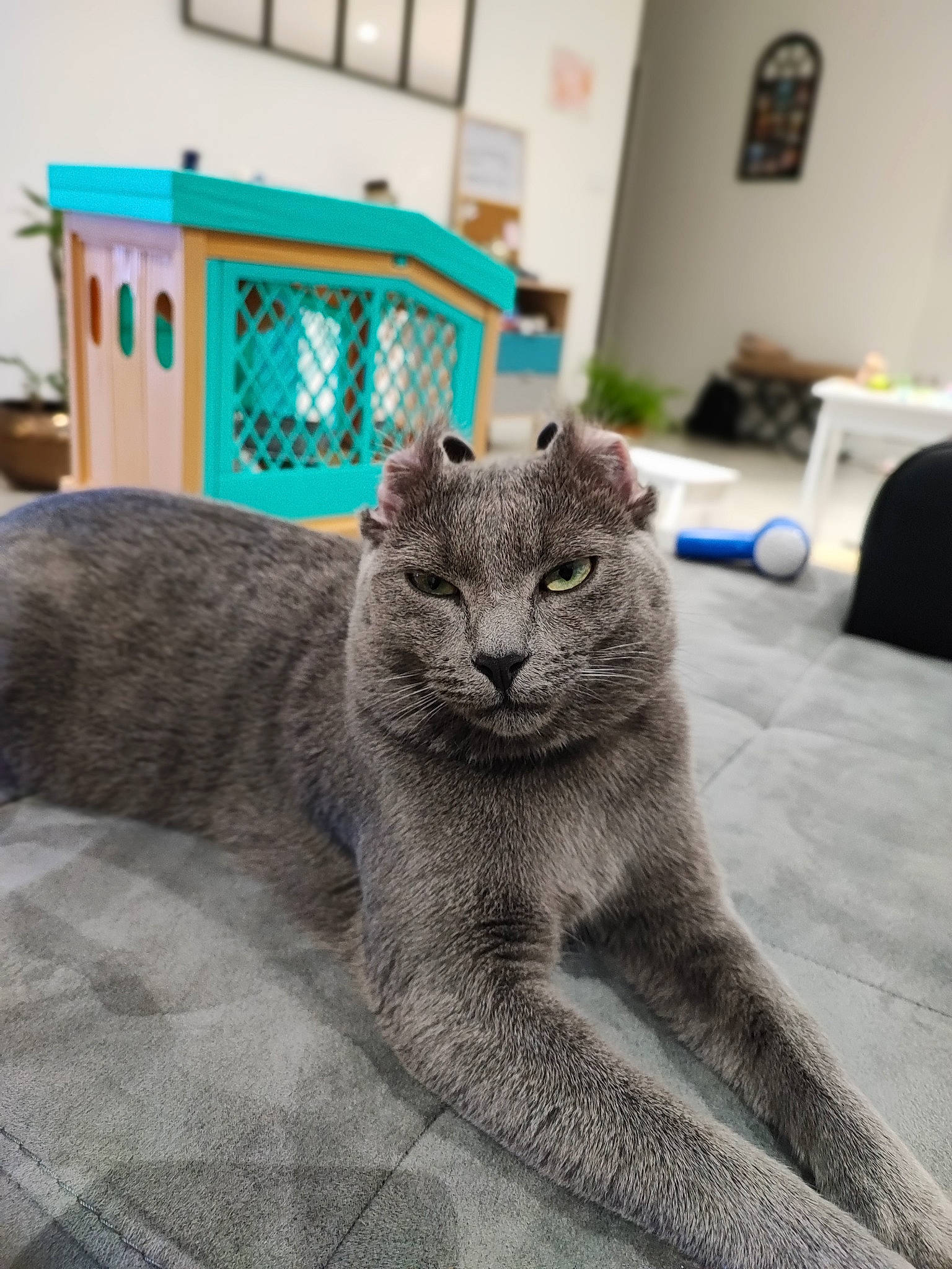 Minouche a rejoint le concours — aidez-le/la à gagner de superbes lots ! big_cats, carnivore, cat, claw, comfort, domestic_short_haired_cat, felidae, fur, grey, houseplant, picture_frame, russian_blue, sitting, small_to_medium_sized_cats, snout, tail, terrestrial_animal, whiskers, wildlife