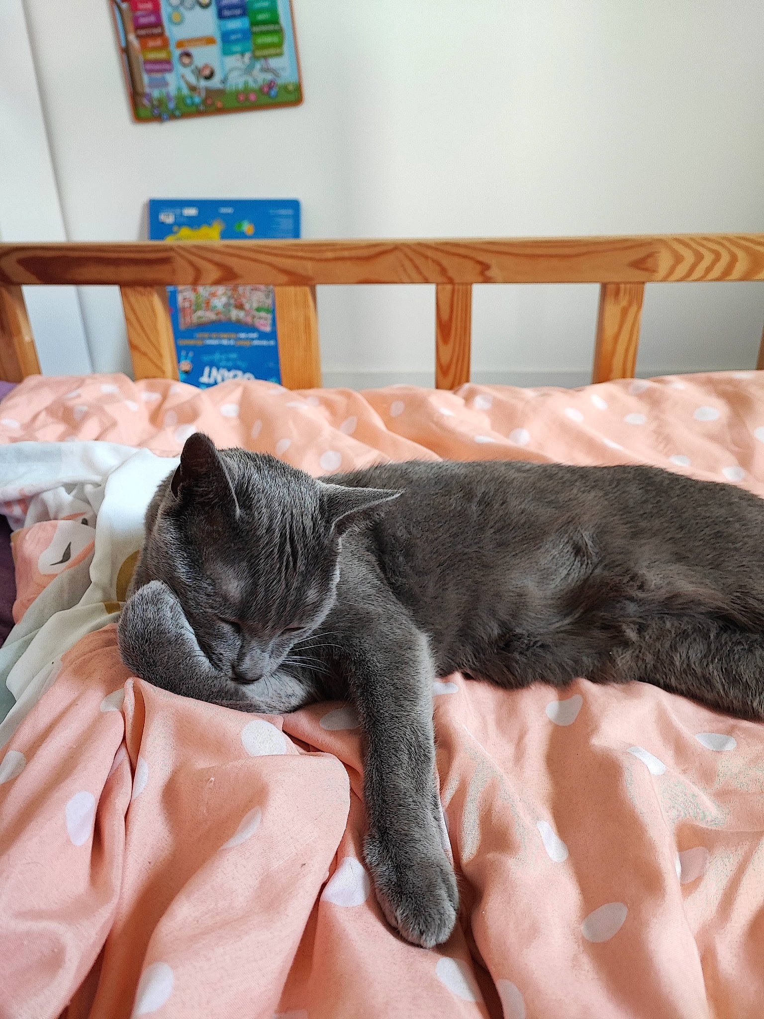 Minouche a rejoint le concours — aidez-le/la à gagner de superbes lots ! bed, black_cat, canidae, carnivore, cat, claw, comfort, companion_dog, dog_breed, domestic_short_haired_cat, felidae, fur, grey, linens, picture_frame, small_to_medium_sized_cats, sporting_group, tail, textile, whiskers