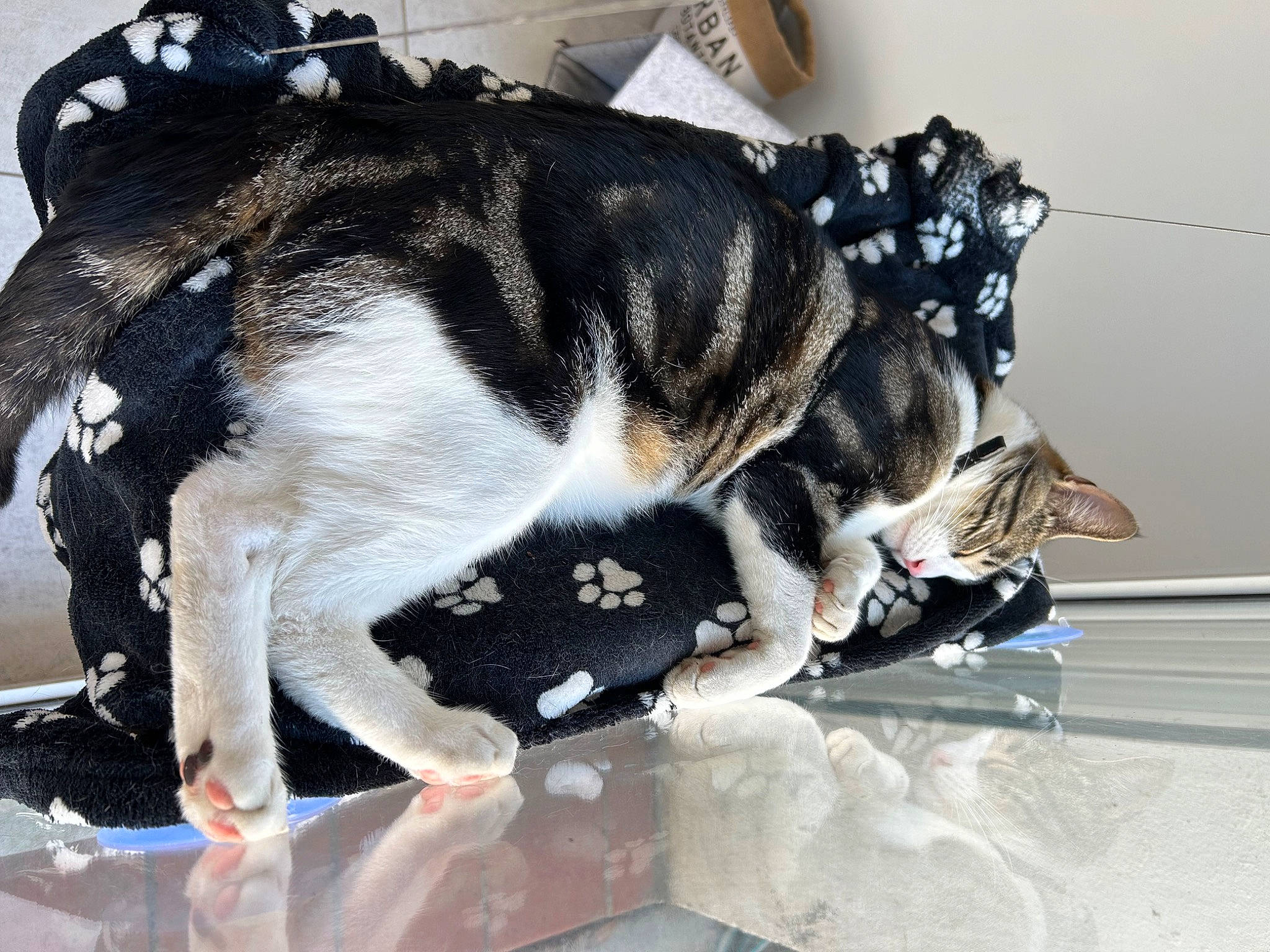 Saxo participe au concours pour gagner de l'argent avec cette photo : canidae, carnivore, cat, claw, collar, comfort, companion_dog, dog, dog_breed, domestic_short_haired_cat, felidae, flooring, fur, paw, pet_supply, small_to_medium_sized_cats, snout, tail, whiskers, working_animal