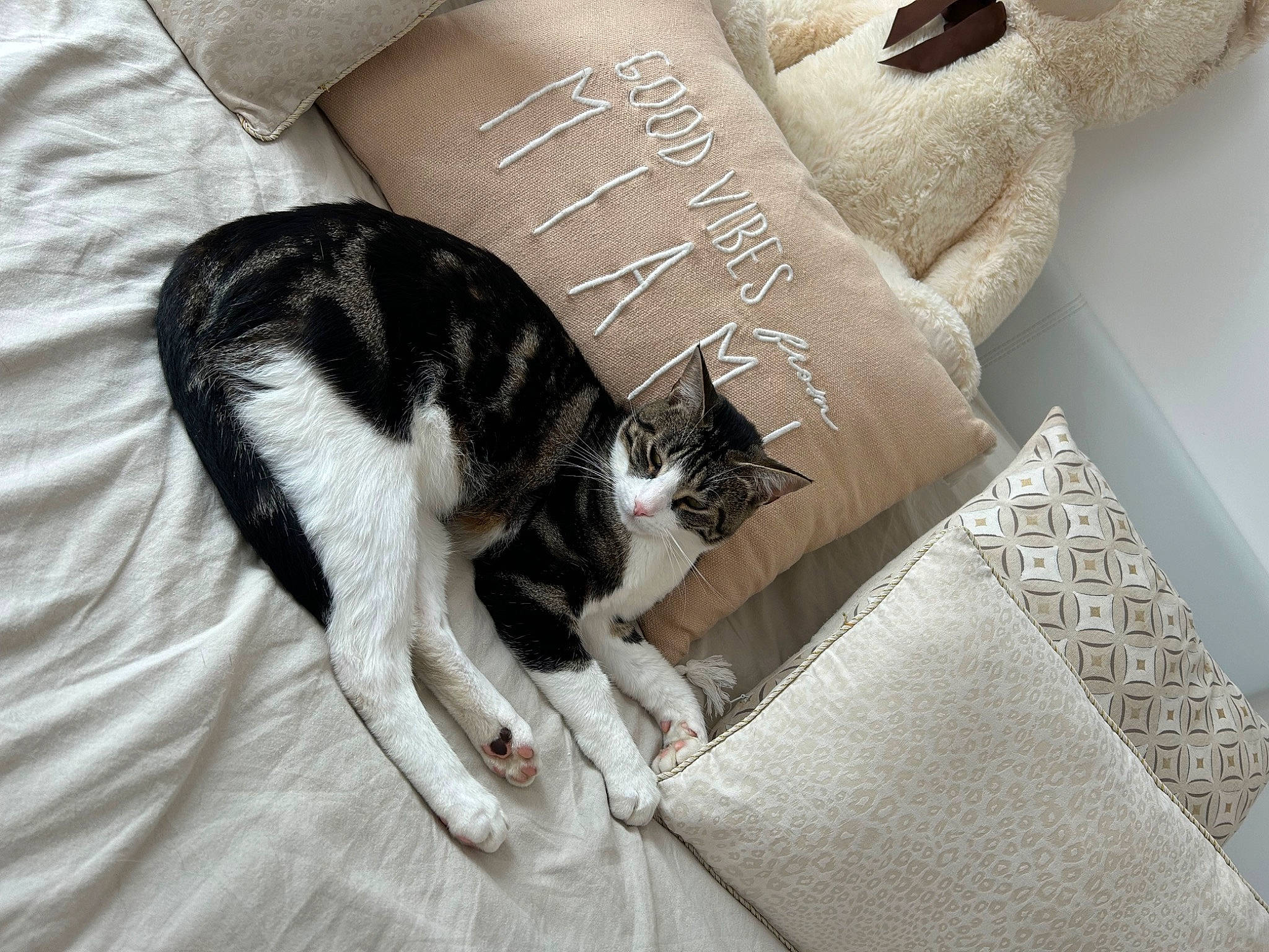 Saxo participe au concours pour gagner de l'argent avec cette photo : bedding, carnivore, cat, comfort, couch, domestic_short_haired_cat, felidae, font, fur, grey, human_leg, linens, paw, pillow, room, small_to_medium_sized_cats, tail, throw_pillow, whiskers, wood