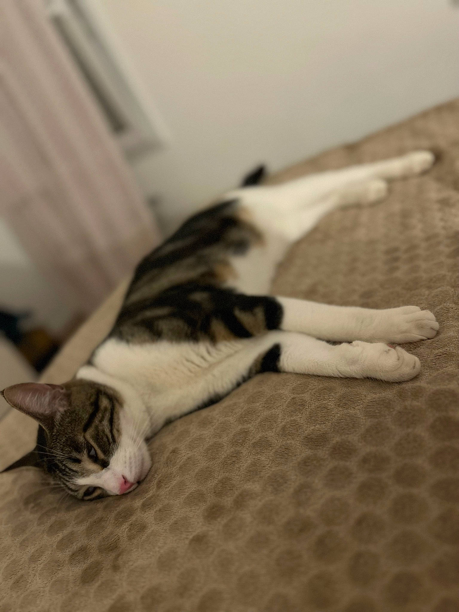 Saxo participe au concours pour gagner de l'argent avec cette photo : carnivore, cat, comfort, domestic_short_haired_cat, felidae, floor, flooring, foot, fur, hardwood, human_leg, leg, monochrome, monochrome_photography, paw, small_to_medium_sized_cats, snout, tail, whiskers, wood