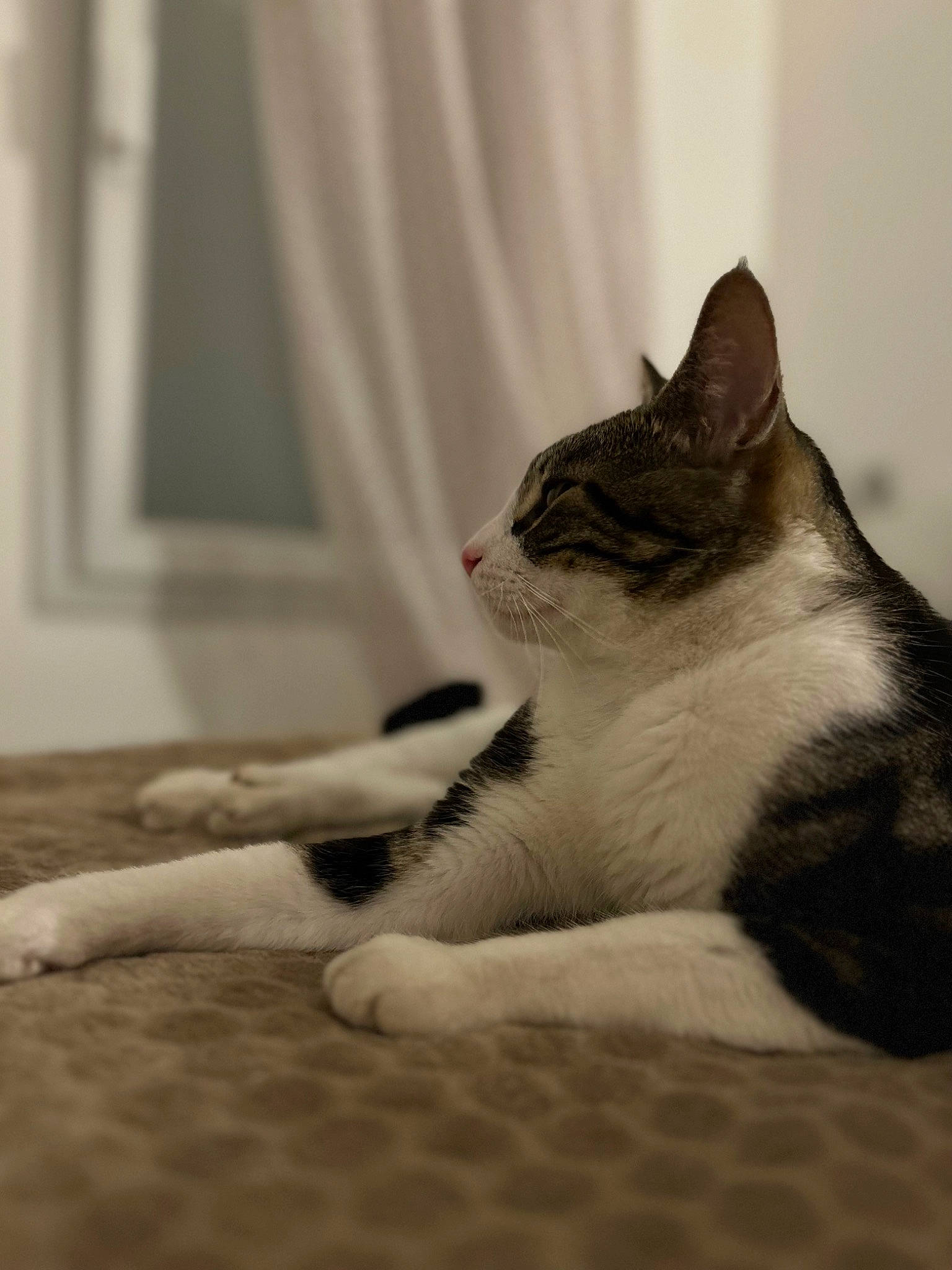 Saxo a rejoint le concours — aidez-le/la à gagner de superbes lots ! carnivore, cat, comfort, curtain, domestic_short_haired_cat, felidae, floor, flooring, foot, fur, grey, human_leg, monochrome, monochrome_photography, paw, small_to_medium_sized_cats, snout, whiskers, window, wood