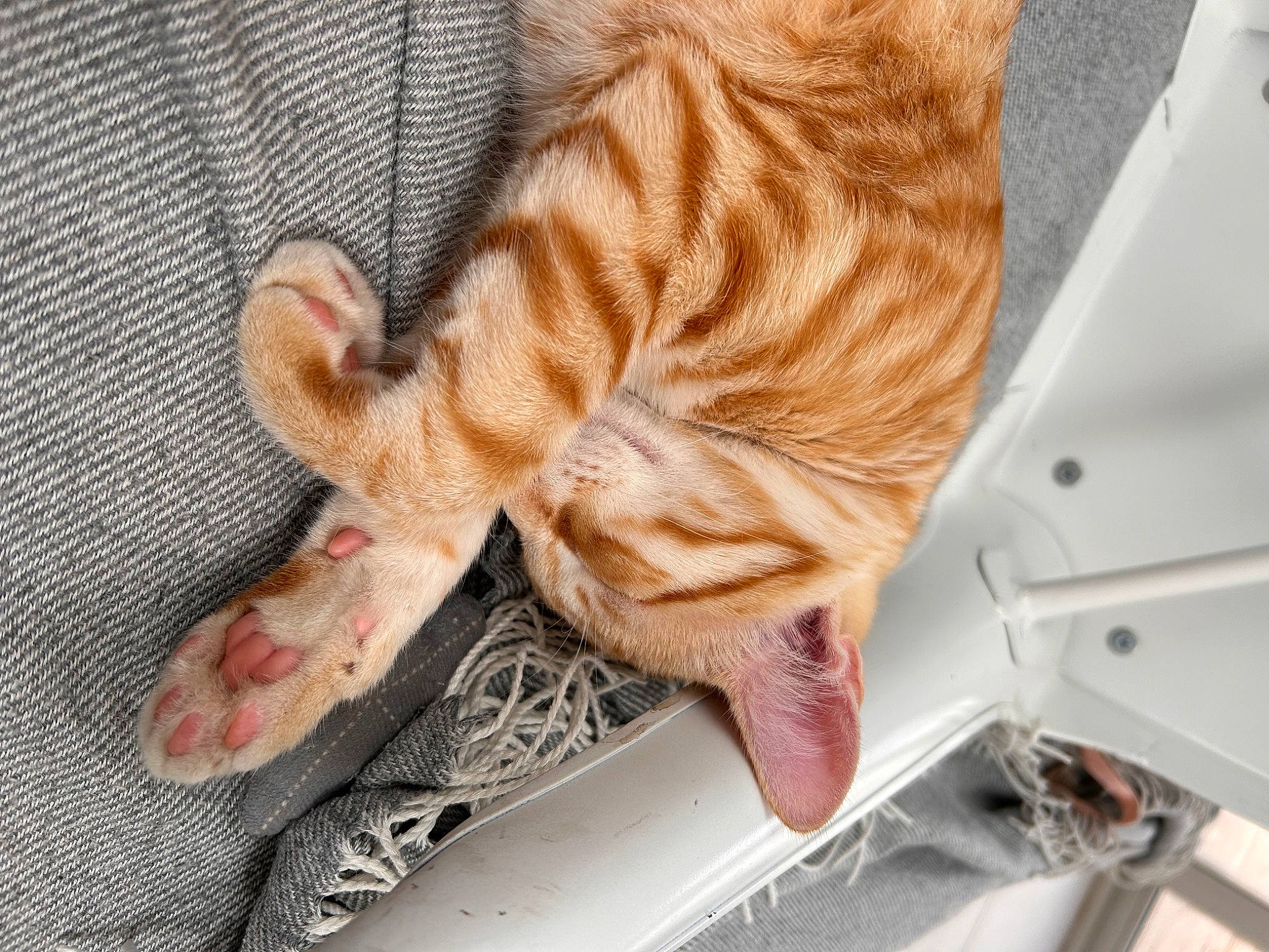 Paprika a rejoint le concours — aidez-le/la à gagner de superbes lots ! carnivore, cat, comfort, domestic_short_haired_cat, fawn, felidae, foot, fur, gesture, hand, human_leg, leg, nail, pattern, paw, small_to_medium_sized_cats, tail, toe, whiskers, wood