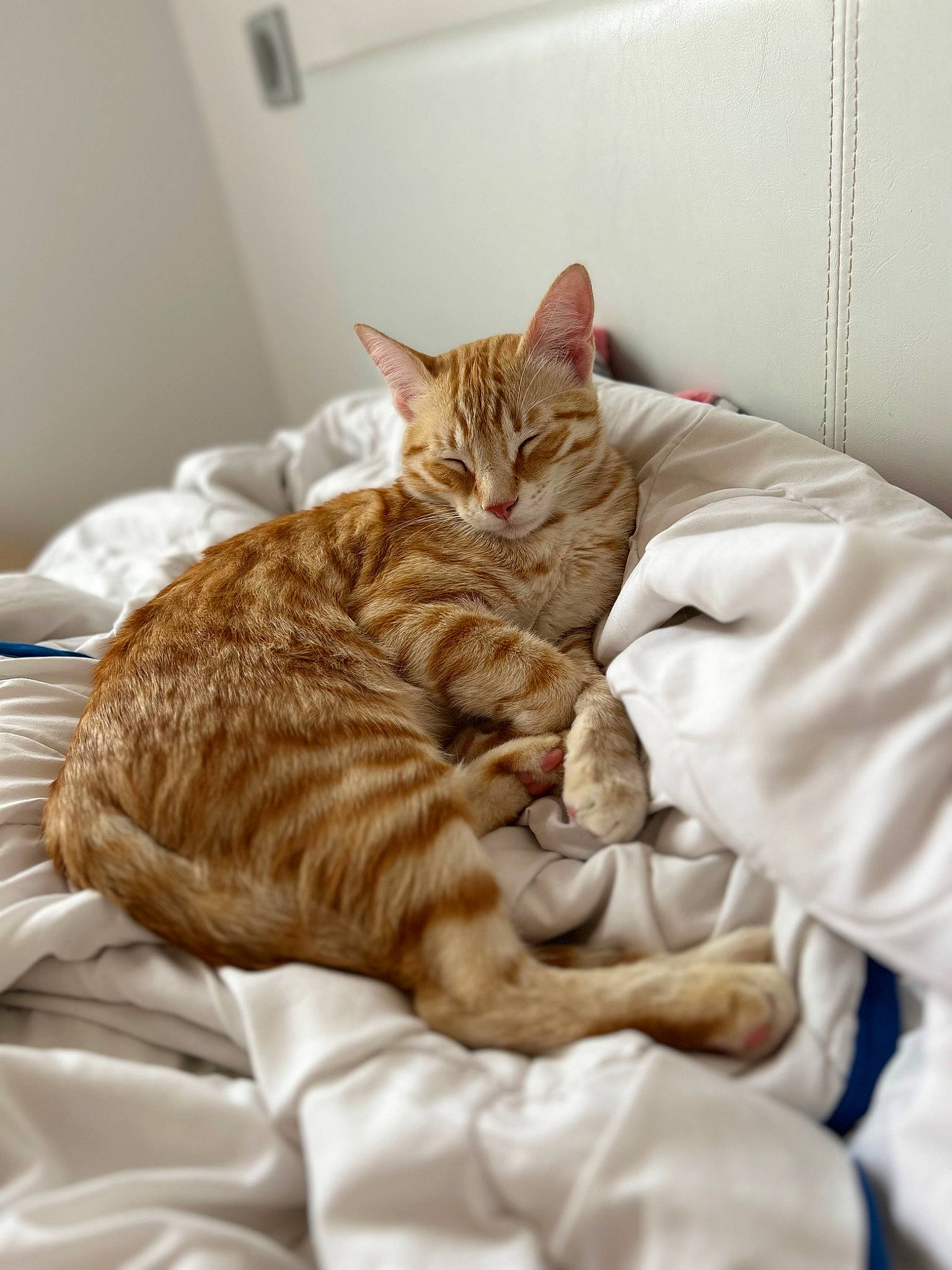 Paprika participe au concours pour gagner de l'argent avec cette photo : bed, bed_sheet, bedding, carnivore, cat, claw, comfort, domestic_short_haired_cat, duvet, fawn, felidae, fur, linens, nap, paw, room, sleep, small_to_medium_sized_cats, tail, whiskers
