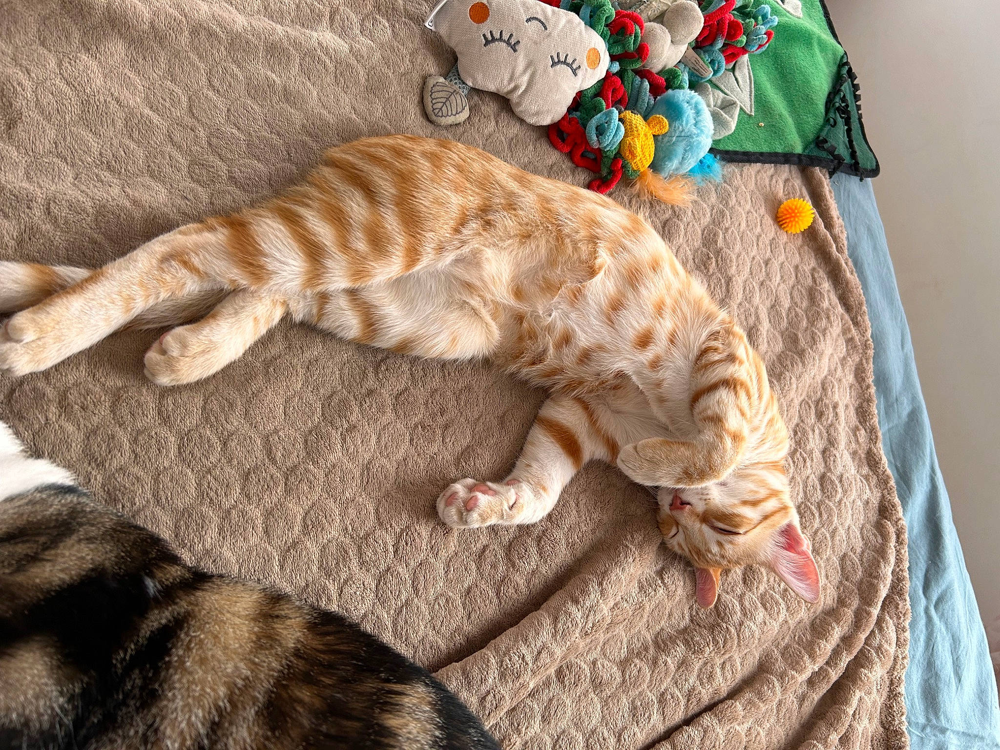 Paprika a rejoint le concours — aidez-le/la à gagner de superbes lots ! carnivore, cat, claw, comfort, couch, domestic_short_haired_cat, fawn, felidae, fur, linens, mammal, orange, paw, small_to_medium_sized_cats, snout, tail, terrestrial_animal, textile, whiskers, wood