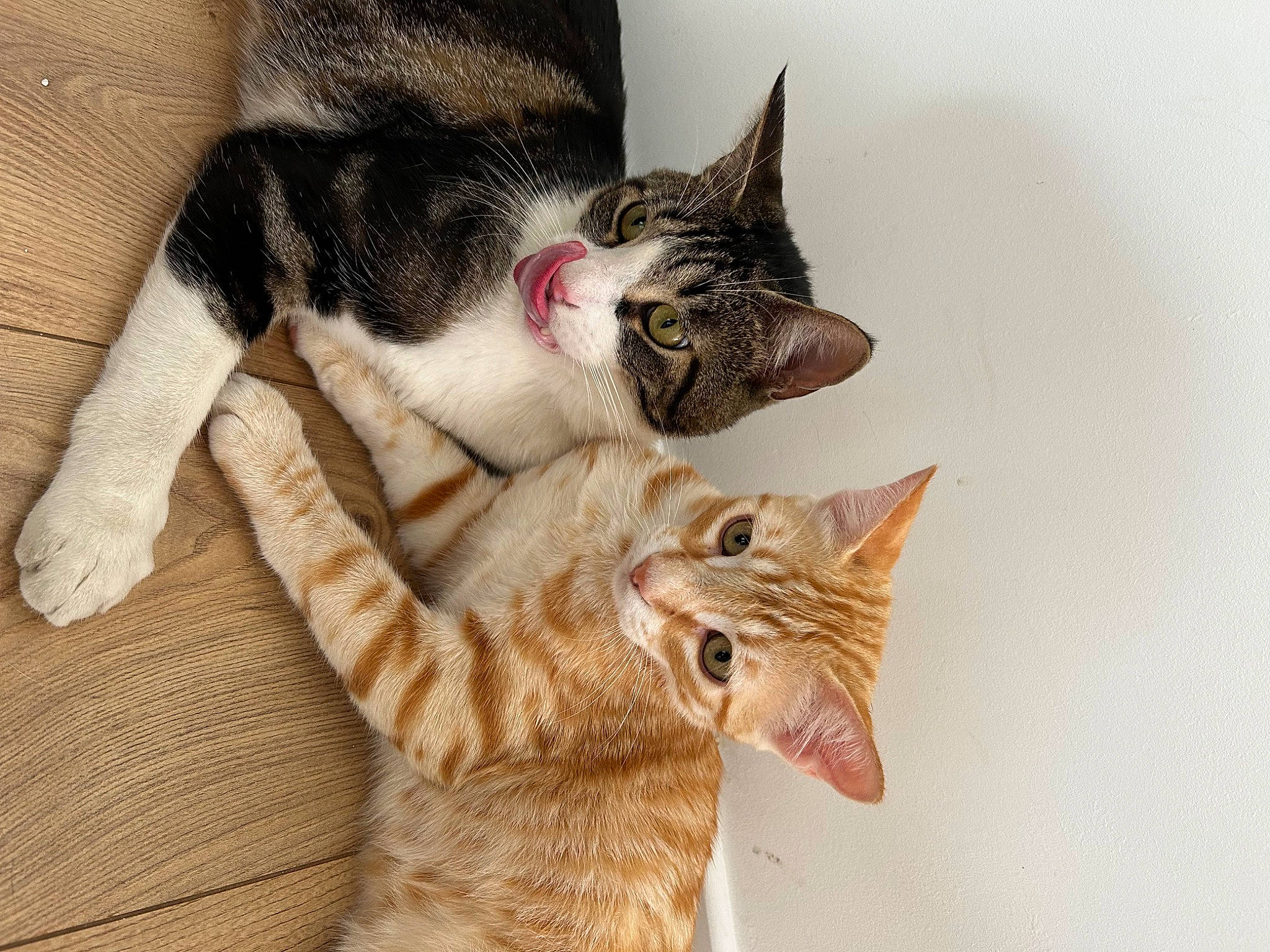 Paprika participe au concours pour gagner de l'argent avec cette photo : carnivore, cat, claw, comfort, domestic_short_haired_cat, ear, eye, fawn, felidae, foot, fur, nap, paw, small_to_medium_sized_cats, snout, tail, tree, whiskers, wood