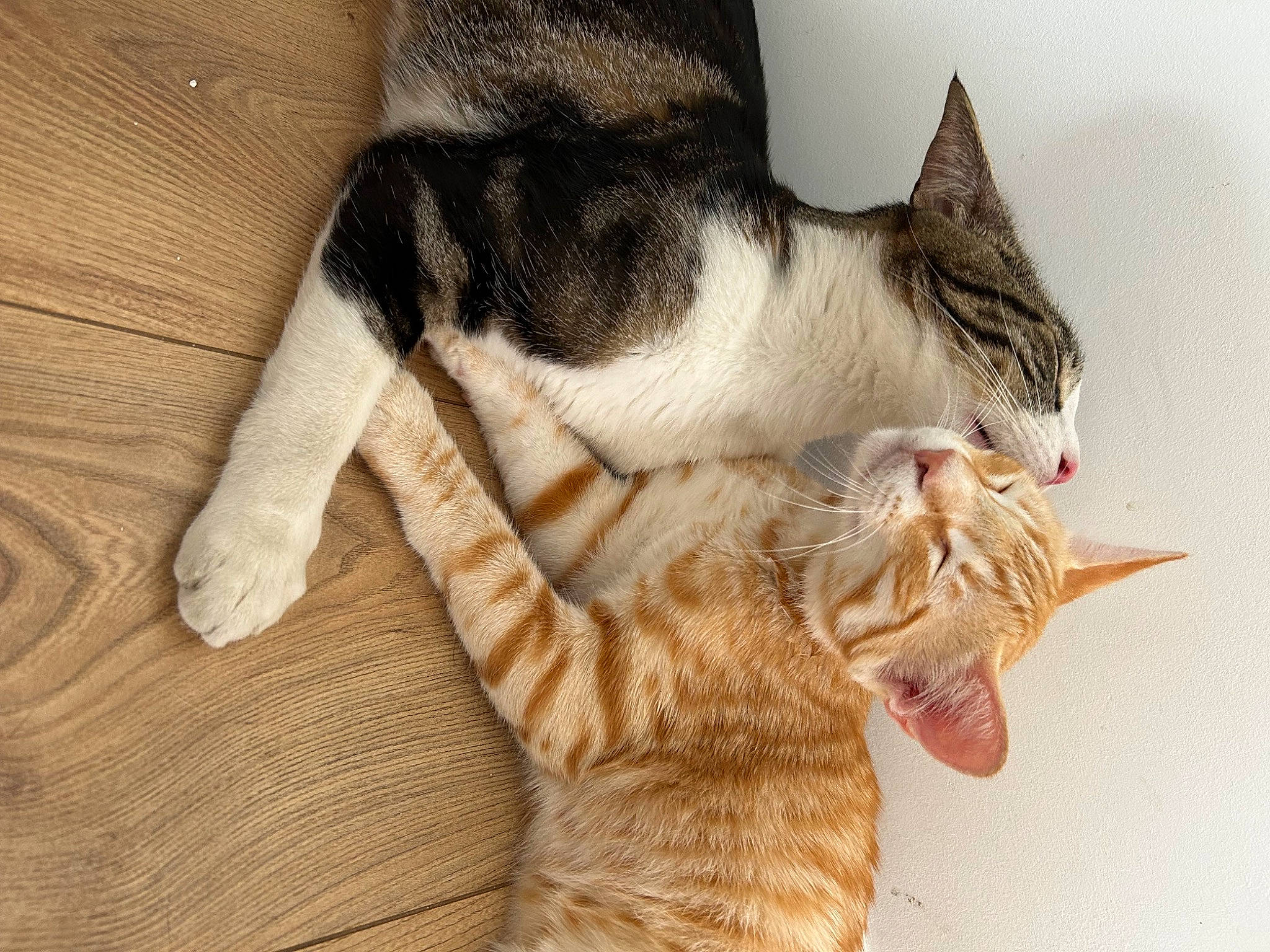 Paprika a rejoint le concours — aidez-le/la à gagner de superbes lots ! carnivore, cat, claw, comfort, domestic_short_haired_cat, ear, fawn, felidae, foot, fur, gesture, hardwood, nap, paw, small_to_medium_sized_cats, snout, tail, textile, whiskers, wood