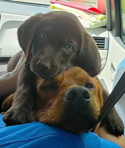 Rocket is registered to the contest to win money with this photo: canidae, carnivore, collar, comfort, companion_dog, dog, dog_breed, fawn, fur, liver, mammal, metal, selfie, snout, sporting_group, vehicle, vehicle_door, vertebrate, whiskers, working_animal