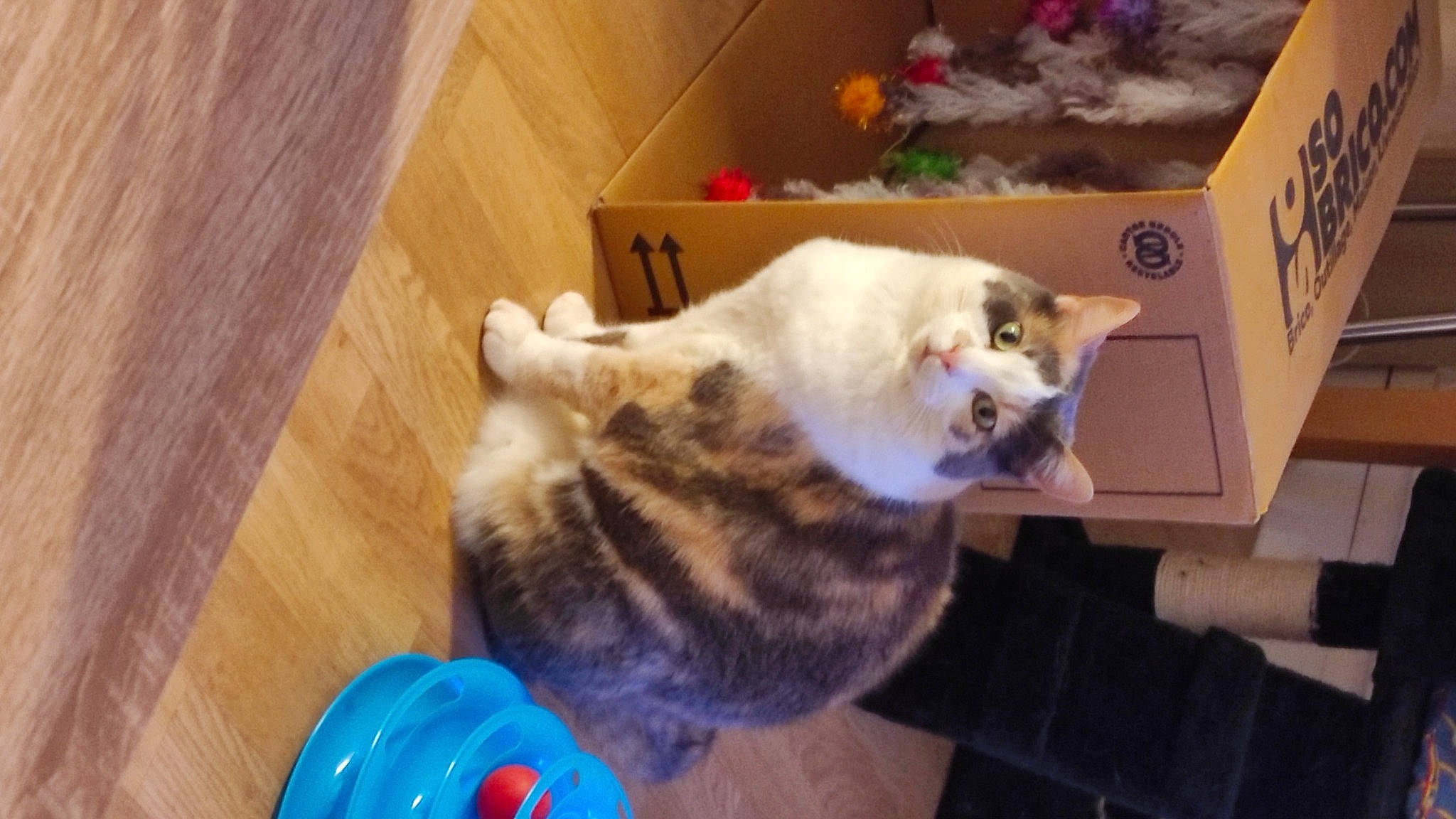 Betty a rejoint le concours — aidez-le/la à gagner de superbes lots ! carnivore, cat, comfort, domestic_short_haired_cat, fawn, felidae, fur, hardwood, paw, plank, plant, room, shipping_box, small_to_medium_sized_cats, snout, tail, varnish, whiskers, wood, wood_stain