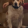 Ruby a rejoint le concours — aidez-le/la à gagner de superbes lots ! animal, brown, canine, collar, companion, couch, cute, dog, domestic, friendly, fur, furniture, hand, indoor, mammal, person, pet, relaxed, sitting, white