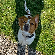 Ruby a rejoint le concours — aidez-le/la à gagner de superbes lots ! animal, brown, closeup, collar, curious, daisies, dog, flower, fur, grass, greenery, lookingup, nature, outdoor, pebbles, pet, shadow, sitting, sunlight, white