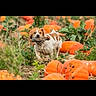Ruby a rejoint le concours — aidez-le/la à gagner de superbes lots ! animal, autumn, bird, brown_spots, cute, dog, fall, field, grass, greenery, hunting, mammal, nature, outdoor, pet, pumpkin, pumpkin_patch, small_dog, white_dog, wildlife