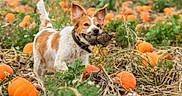 Ruby participe au concours pour gagner de l'argent avec cette photo : animal, autumn, bird, collar, dog, ears, fall, field, fur, grass, greenery, hunting, mammal, nature, outdoor, pet, plant, pumpkin, pumpkin_patch, tail