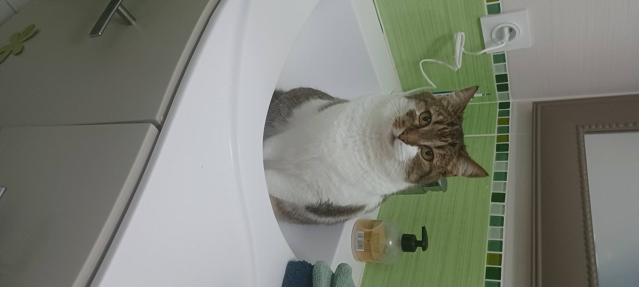 Chipie participe au concours pour gagner de l'argent avec cette photo : carnivore, cat, domestic_short_haired_cat, felidae, fender, fur, pet_supply, small_to_medium_sized_cats, snout, tail, whiskers, wood