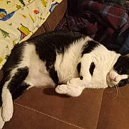 Walter joined the competition — help win amazing prizes! cat, black_and_white, feline, pet, indoor, couch, blanket, plaid, relaxed, lying_down, fur, whiskers, cozy, domestic_animal, resting, cute, animal, soft, home, companion