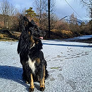 Uno participe au concours pour gagner de l'argent avec cette photo : animal, canine, cold, dog, forest, fur, landscape, mountain, nature, outdoor, path, paw_prints, scenic, sitting, sky, snow, sunlight, tongue_out, tree, winter