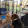 Lucy And Buttercup is registered to the contest to win money with this photo: animal, black, brown, canine, cardboard, chair, collar, daylight, dog, fence, food_bowl, grass, metal, outdoor, pet, porch, relaxing, tan, tree, white