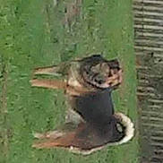 Lucy And Buttercup joined the competition — help win amazing prizes! animal, background, black, brown, canine, curious, daylight, dog, domestic, fence, garden, grass, lawn, nature, outdoor, pet, rural, standing, stone_pillar, yard