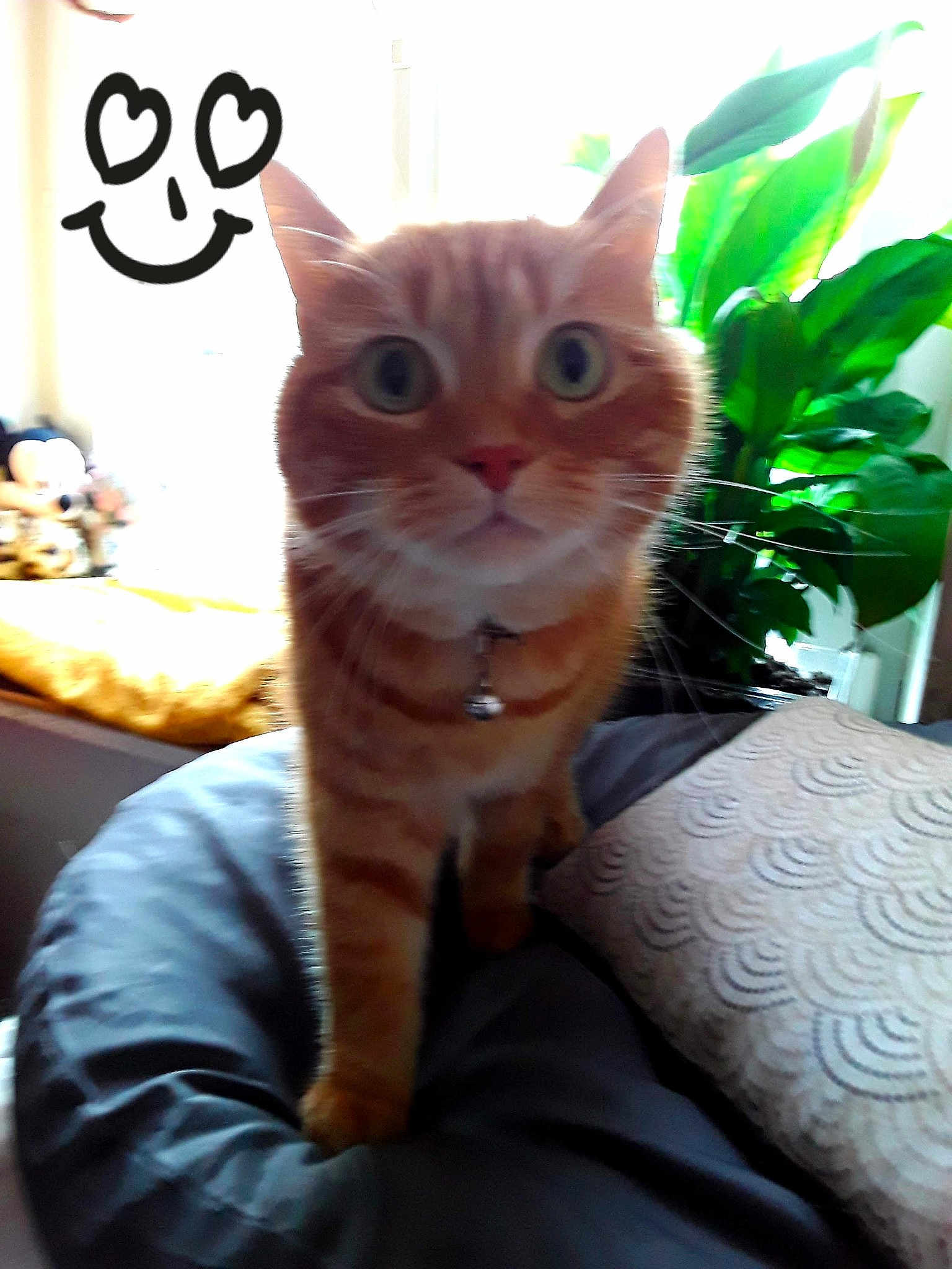 Rouxy
