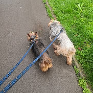Maestro participe au concours pour gagner de l'argent avec cette photo : dogs, two_dogs, small_dogs, walking, leashes, pavement, sidewalk, grass, outdoors, pet, companions, yorkshire_terrier, terrier, brown_dog, gray_dog, long_hair, harness, neighborhood, daylight, walk