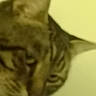 cat, tabby, sleeping, curled_up, furry, pet, animal, indoors, close_up, sepia, blurry, low_light, resting, whiskers, ears, striped_fur, cozy, portrait, soft_focus, nap