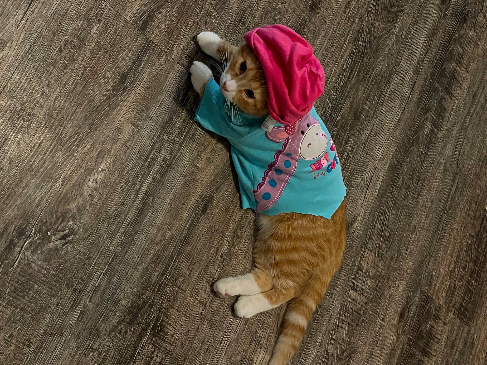 Jj is registered to the contest to win money with this photo: cap, doll, fawn, flooring, fur, grass, happy, hat, landscape, leisure, pattern, recreation, shadow, sitting, soil, sunglasses, tail, toddler, toy, wood