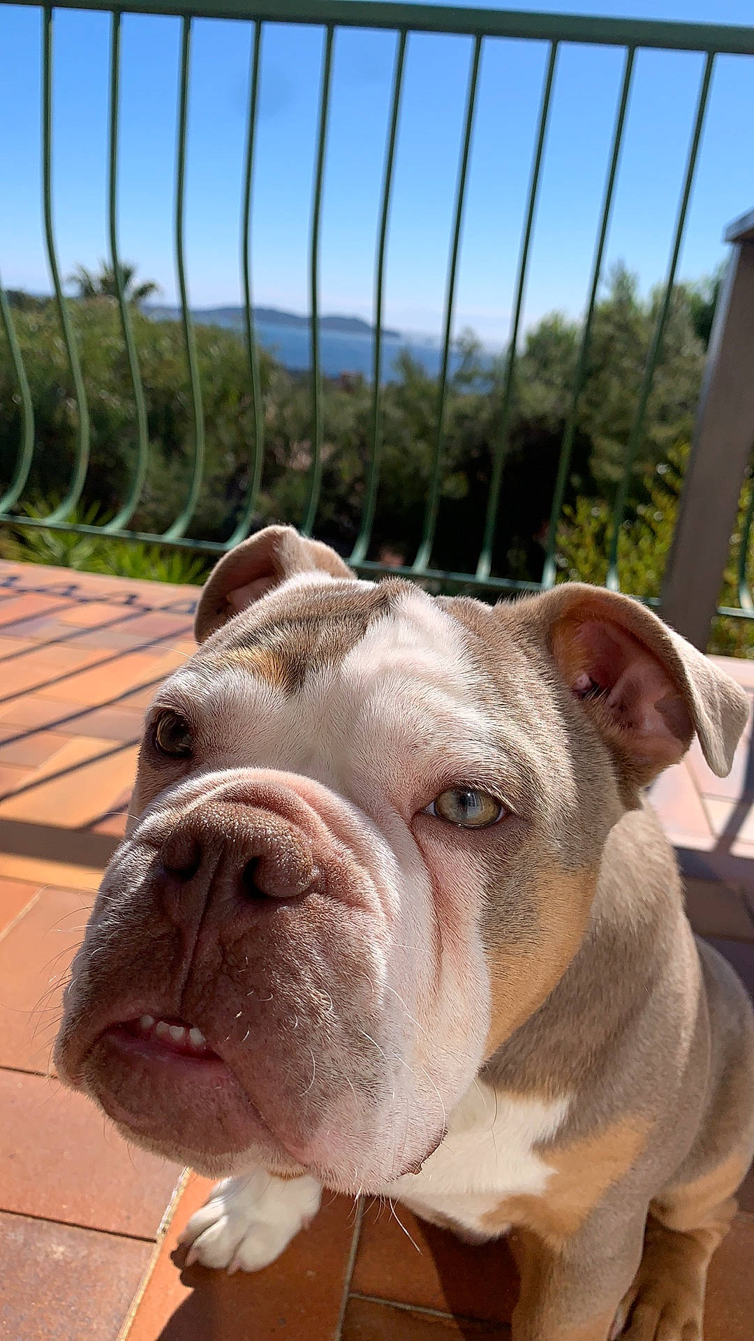 Carlos a rejoint le concours — aidez-le/la à gagner de superbes lots ! bulldog, canidae, carnivore, companion_dog, dog, dog_breed, dog_collar, fawn, fence, grass, mesh, molosser, sky, snout, suidae, terrestrial_animal, tree, whiskers, working_animal, wrinkle