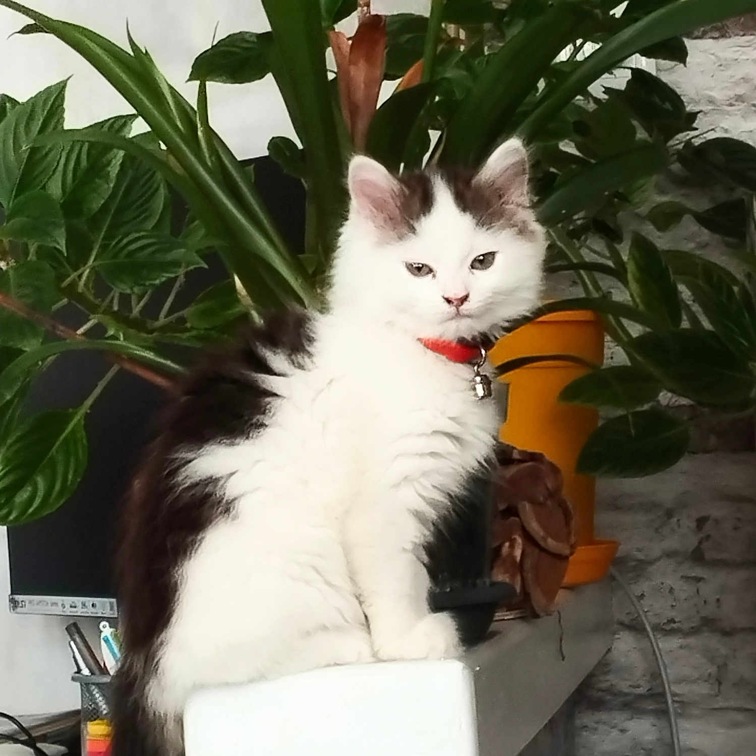 Angel a rejoint le concours — aidez-le/la à gagner de superbes lots ! animal, background, black, calm, cat, collar, cozy, decor, domestic, feline, fur, greenery, houseplant, indoor, ledge, pet, plant, sitting, stone_wall, white