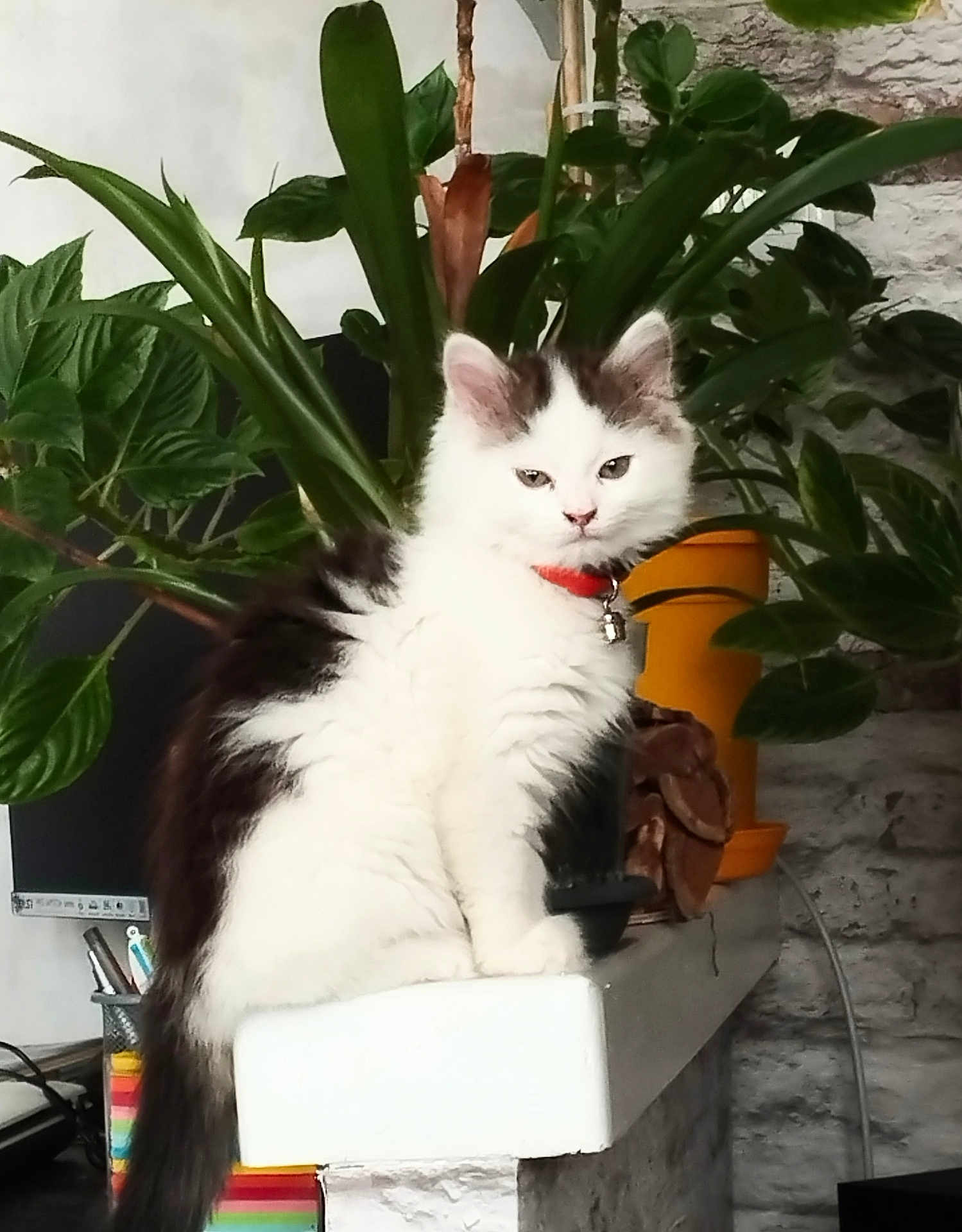 Angel a rejoint le concours — aidez-le/la à gagner de superbes lots ! cat, indoor, plant, greenery, white, black, collar, pet, feline, ledge, stone_wall, decor, houseplant, fur, sitting, calm, domestic, animal, cozy, background