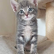 Blue a rejoint le concours — aidez-le/la à gagner de superbes lots ! kitten, cat, gray_tabby, pet, animal, cute, young, feline, whiskers, ears, paws, indoor, cat_tree, soft, curious, looking, standing, closeup, fur, domestic_cat