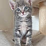 kitten, cat, gray_tabby, pet, animal, cute, young, feline, whiskers, ears, paws, indoor, cat_tree, soft, curious, looking, standing, closeup, fur, domestic_cat