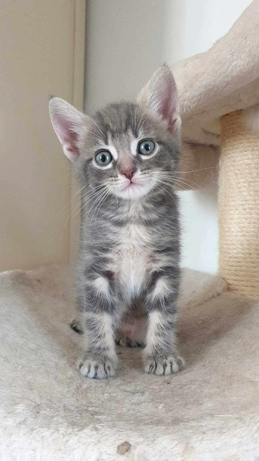 Blue a rejoint le concours — aidez-le/la à gagner de superbes lots ! kitten, cat, gray_tabby, pet, animal, cute, young, feline, whiskers, ears, paws, indoor, cat_tree, soft, curious, looking, standing, closeup, fur, domestic_cat