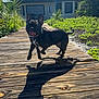dog, black_dog, leaping, boardwalk, wooden_path, shadow, outdoor, sunny, greenery, happy, pet, animal, nature, playful, leash, ears, tongue, summer, daytime, smiling