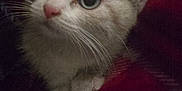 Cherry joined the competition — help win amazing prizes! kitten, cat, animal, pet, cozy, blanket, fur, whiskers, ears, cute, closeup, indoor, soft, curious, wide_eyes, paws, domestic_cat, comfort, resting, young