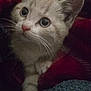 kitten, cat, animal, pet, cozy, blanket, fur, whiskers, ears, cute, closeup, indoor, soft, curious, wide_eyes, paws, domestic_cat, comfort, resting, young