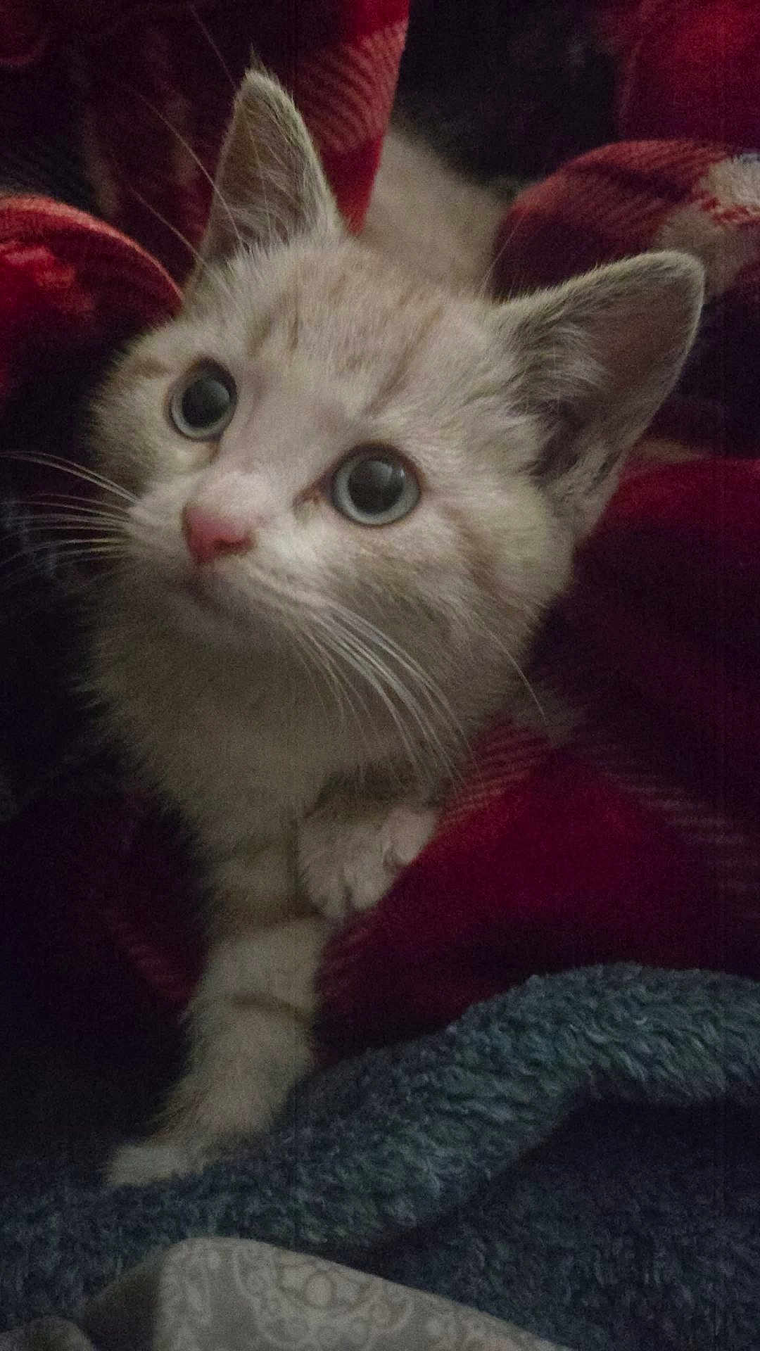 Cherry joined the competition — help win amazing prizes! kitten, cat, animal, pet, cozy, blanket, fur, whiskers, ears, cute, closeup, indoor, soft, curious, wide_eyes, paws, domestic_cat, comfort, resting, young