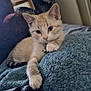 Cherry is registered to the contest to win money with this photo: kitten, cat, animal, pet, feline, collar, bell, resting, blanket, cozy, indoor, cute, young, fur, paw, relaxed, soft, texture, closeup, domestic