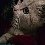 Cherry is registered to the contest to win money with this photo: cat, kitten, whiskers, close_up, feline, curious, eyes, fur, pet, animal, cozy, blanket, indoor, soft_lighting, cute, portrait, young, domestic_cat, mammal, resting
