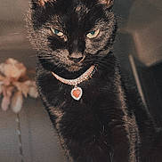 Zoëy is registered to the contest to win money with this photo: animal, black_cat, cat, close_up, cozy, domestic_cat, ears, eyes, feline, fur, heart_shaped_pendant, indoor, jewelry, looking, mystical, necklace, pet, portrait, soft_light, whiskers